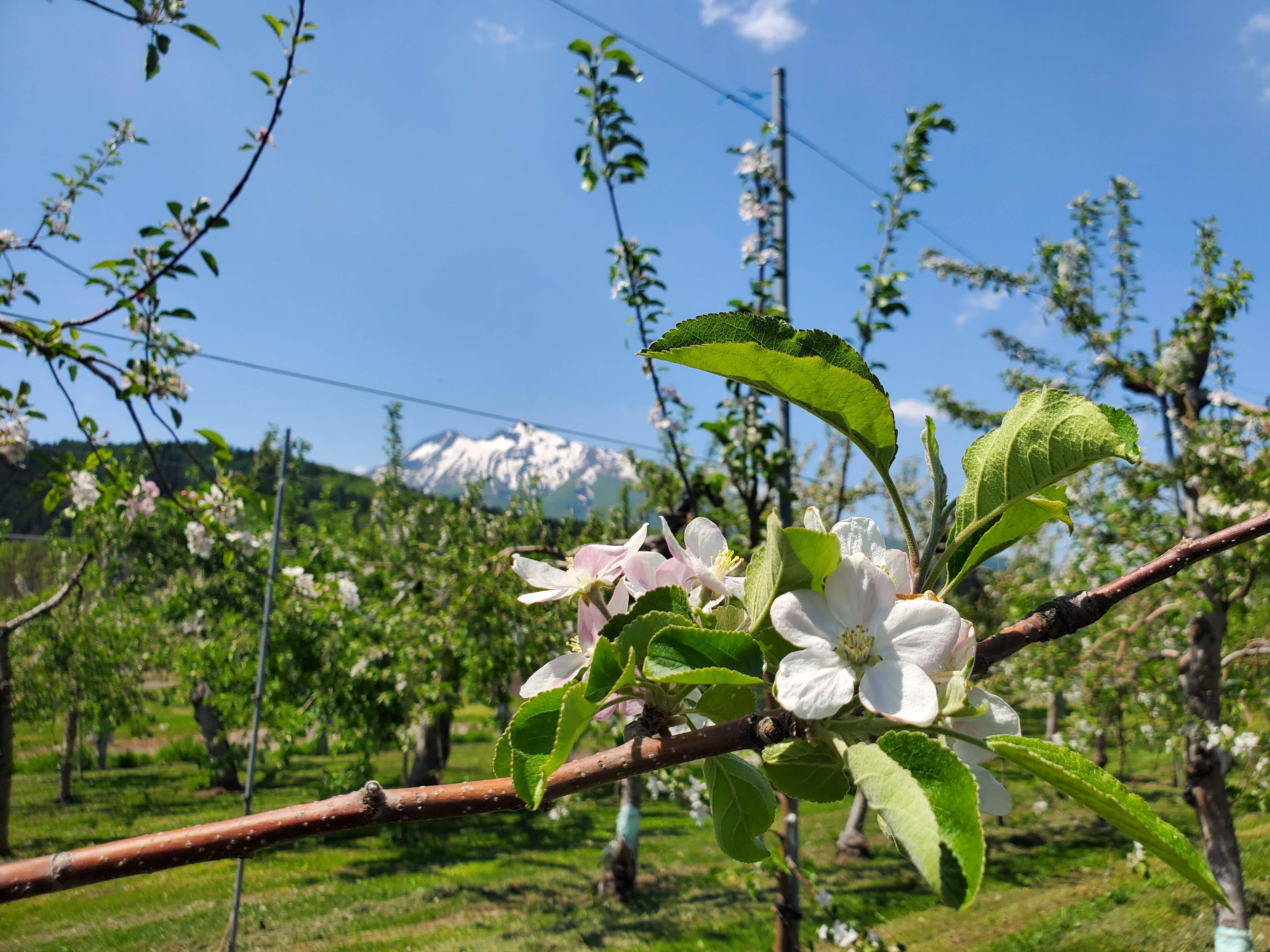 りんごの花