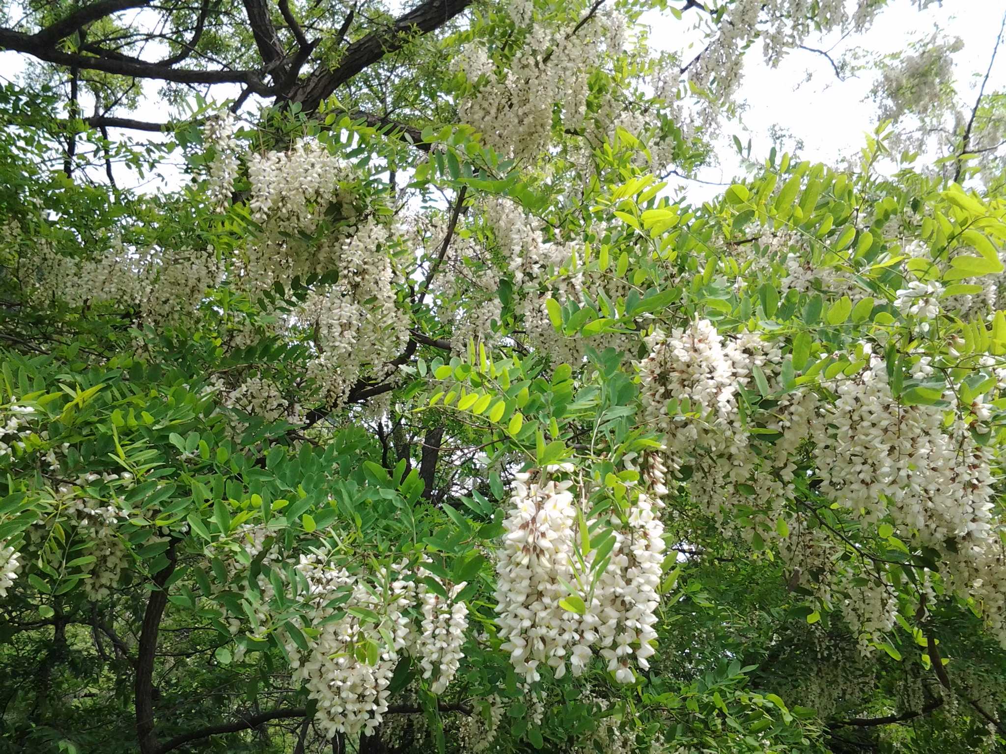 あかしあの花