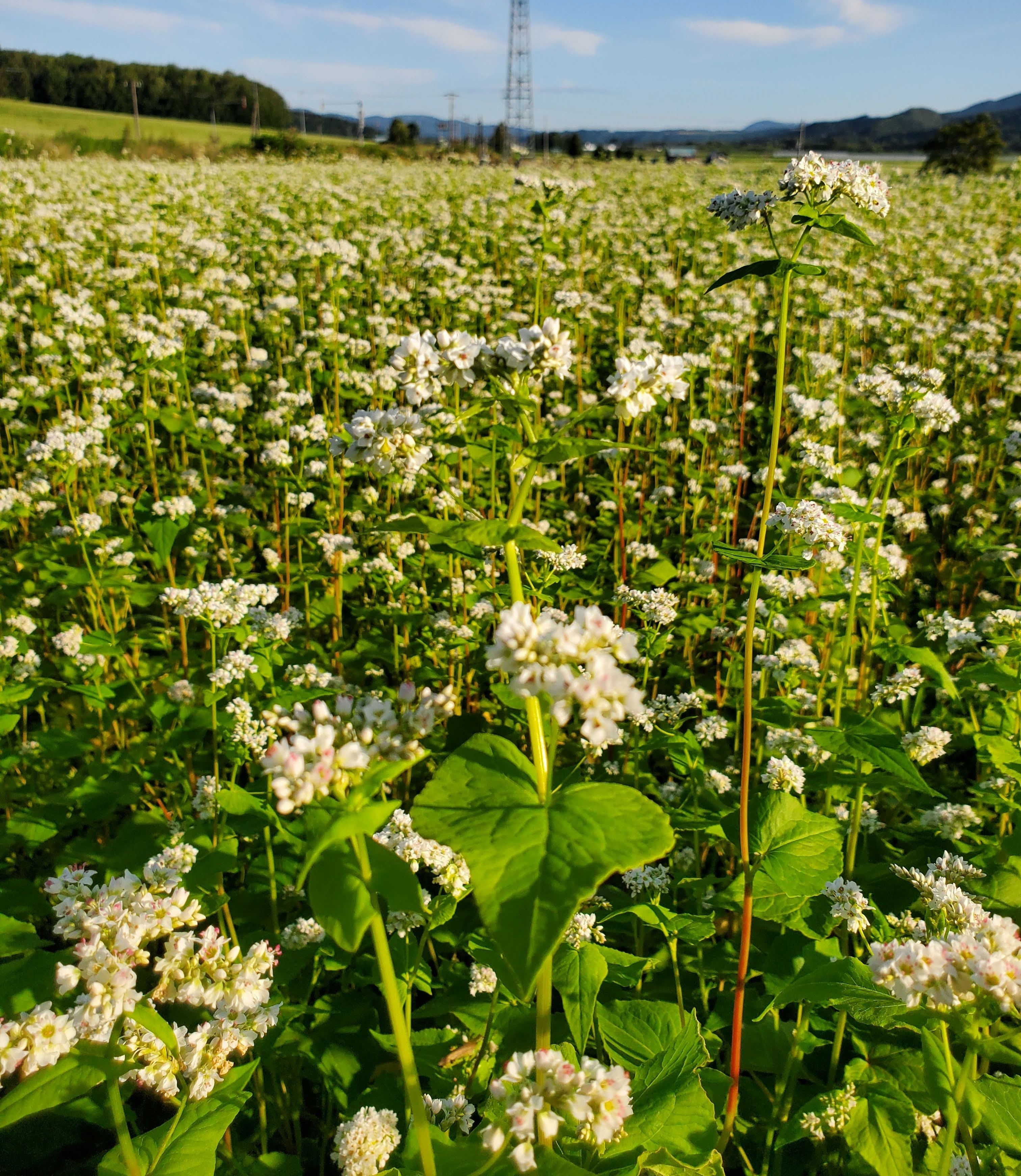 そばの花