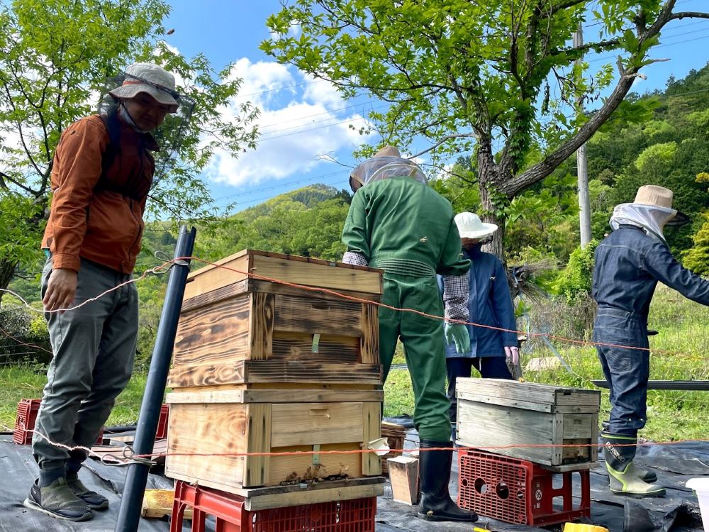 若手養蜂家　支援　SDGs