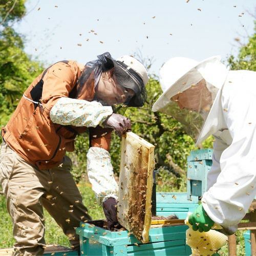 日本蜜蜂 蜂蜜 国産 600g×2【2024年11月採蜜‼️】 2024年産[巣箱7、8]和歌山 古座川産 日本みつばちの蜜600g(300g